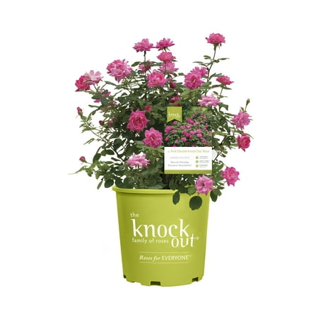 Knock Out Roses Pink Double Knock Out Rose 2 Gallon (Rosa) Pink Double Flowers Are Disease Resistant Live Outdoor Plant