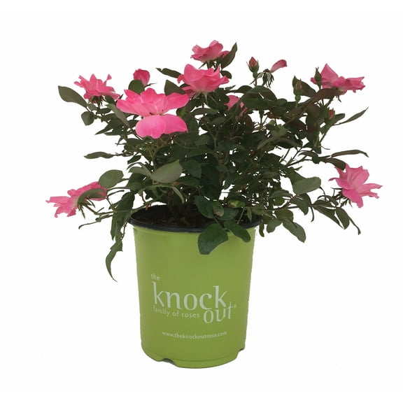 Knock Out Roses Pink Knock Out Rose 3 Gallon (Rosa) Powerful Pink Single Flowers Are Disease Resistant Live Outdoor Plant