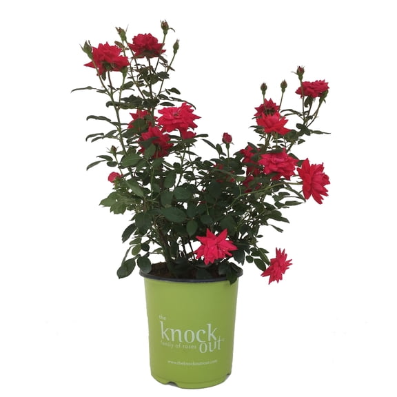 Knock Out Double Knock Out Rose Red Rosa Live Plants 1 Gallon, Disease Resistant, Cherry-Red Double Flowers
