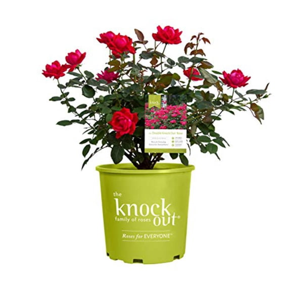 Knock Out Roses - Rosa Knock Out (Rose) Rose, red flowers, #2 - Size Container