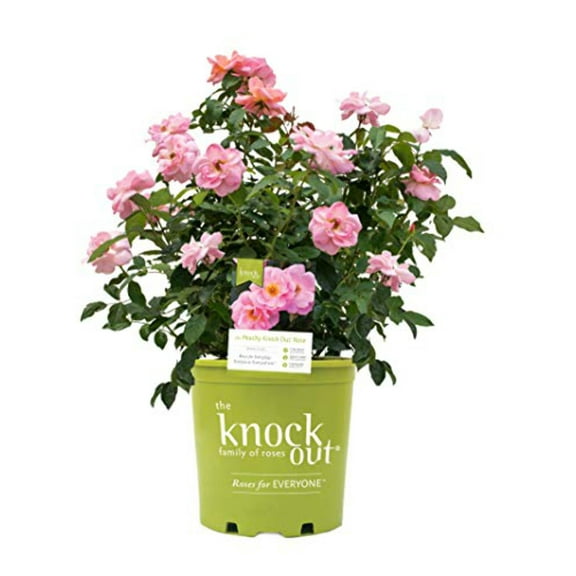 Knock Out Roses - Rosa Peachy Knock Out (Rose) Rose, peach flowers, #3 - Size Container