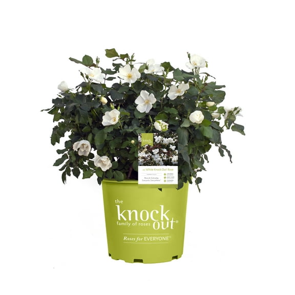 Knock Out Roses White Knock Out Rose 3 Gallon (Rosa) White Flowers Are Disease Resistant Live Outdoor Plant