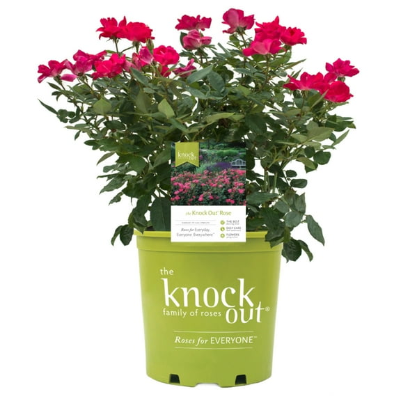 Knock Out Shrub Rose, Red - 3 Gallon Pot, Live Deciduous Shrub, Full Sun, Outdoor