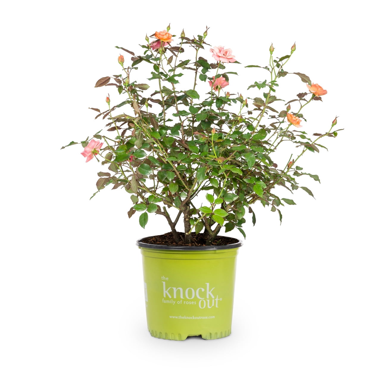 Knockout 1Gal Coral Rose Live Shrub Grower Pot Sun