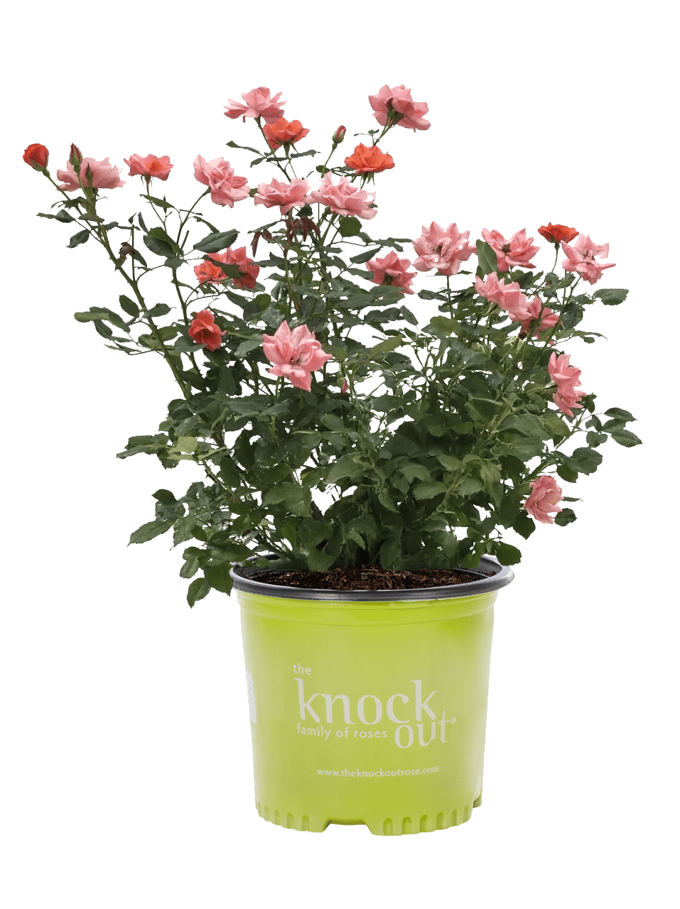 Knockout 2gal Coral Rose Live Shrub Plant Sun