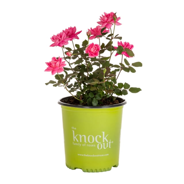Knockout Rose 2G Pink Double Flowering Shrub Live Plants Full Sun ...