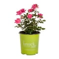 thumbnail image 1 of Knockout Roses 2G Pink Flowering Shrub Full Sun Live Plants, 1 of 3