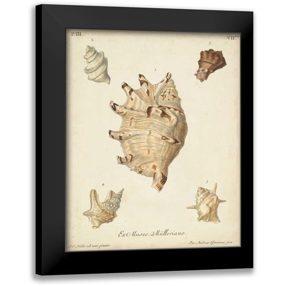 Knorr 12x14 Black Modern Framed Museum Art Print Titled - Antique Knorr Shells IV