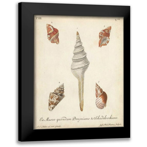 Knorr 12x14 Black Modern Framed Museum Art Print Titled - Antique Knorr Shells IX