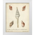 thumbnail image 1 of Knorr 12x14 White Modern Wood Framed Museum Art Print Titled - Antique Knorr Shells IX, 1 of 4