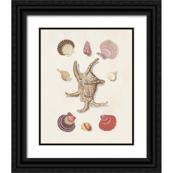 Knorr 15x18 Black Ornate Wood Framed with Double Matting Museum Art Print Titled - Knorr Shells And Coral II