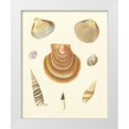 thumbnail image 1 of Knorr 26x32 White Modern Wood Framed Museum Art Print Titled - Knorr Shells V, 1 of 4