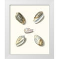 thumbnail image 1 of Knorr, G.W. 12x14 White Modern Wood Framed Museum Art Print Titled - Pastel Knorr Shells III, 1 of 4