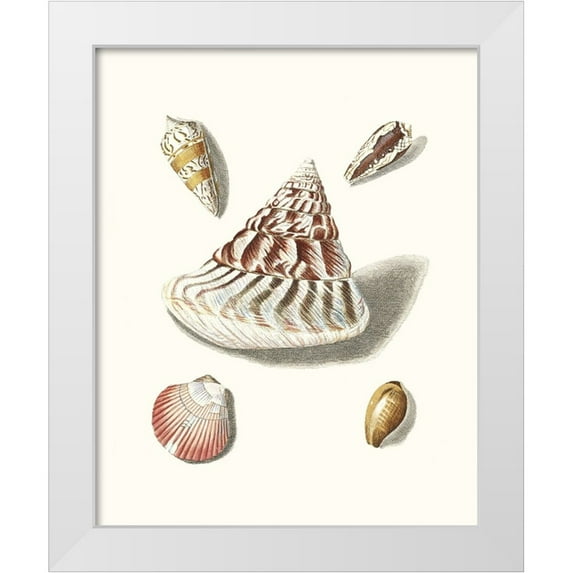 Knorr, G.W. 12x14 White Modern Wood Framed Museum Art Print Titled - Pastel Knorr Shells VII