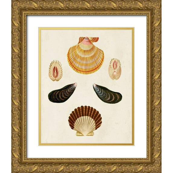 Knorr, G.W. 15x18 Gold Ornate Wood Framed with Double Matting Museum Art Print Titled - Knorr Shells I