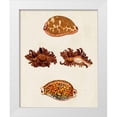 thumbnail image 1 of Knorr, G.W. 20x24 White Modern Wood Framed Museum Art Print Titled - Knorr Shells VIII, 1 of 4
