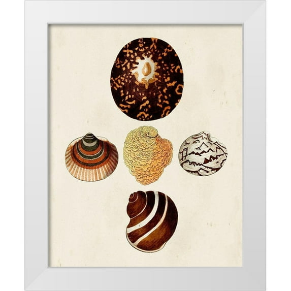 Knorr, G.W. 20x24 White Modern Wood Framed Museum Art Print Titled - Knorr Shells V