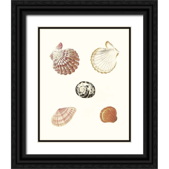 Knorr, G.W. 26x32 Black Ornate Wood Framed with Double Matting Museum Art Print Titled - Pastel Knorr Shells VIII