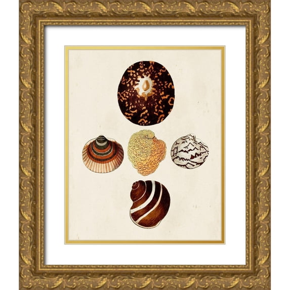 Knorr, G.W. 26x32 Gold Ornate Wood Framed with Double Matting Museum Art Print Titled - Knorr Shells V
