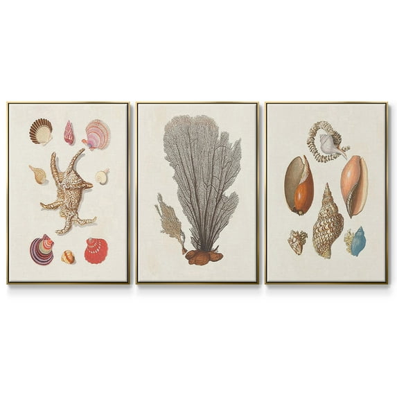 Knorr Shells & Coral I - Framed Premium Gallery Wrapped Canvas L Frame 3 Piece Set - Ready to Hang