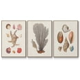 thumbnail image 1 of Knorr Shells & Coral I - Framed Premium Gallery Wrapped Canvas L Frame 3 Piece Set - Ready to Hang, 1 of 9
