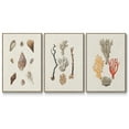 thumbnail image 1 of Knorr Shells & Coral IV - Framed Premium Gallery Wrapped Canvas L Frame 3 Piece Set - Ready to Hang, 1 of 9