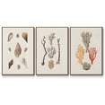 thumbnail image 1 of Knorr Shells & Coral IV - Framed Premium Gallery Wrapped Canvas L Frame 3 Piece Set - Ready to Hang, 1 of 9