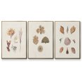 thumbnail image 1 of Knorr Shells & Coral VI - Framed Premium Gallery Wrapped Canvas L Frame 3 Piece Set - Ready to Hang, 1 of 9