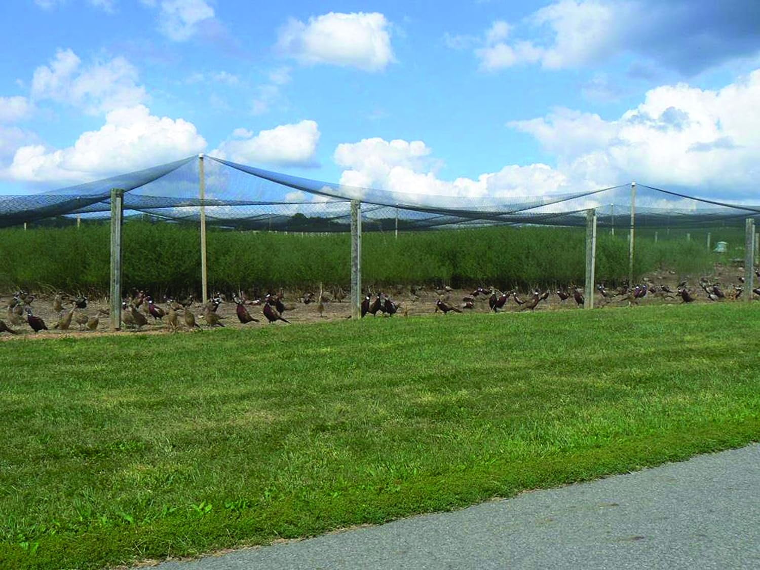 Knotted netting h d x 25 x100 walmart