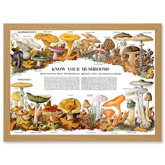 Know Your Mushroom Identifier Chart Mycology Mushroom Fungi Toadstool A4 Artwork Framed Wall Art Print