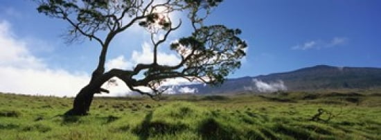 Koa Tree On A Landscape Mauna Kea Big Island Hawaii USA Canvas Art - Panoramic Images (36 x 13)