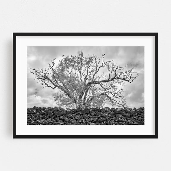 Koa Tree and Lava Wall - Hawaii Photography Black and White Nature Landscape Scenic Moody Rustic Black Framed Wall Art Print 5 x 7 inches
