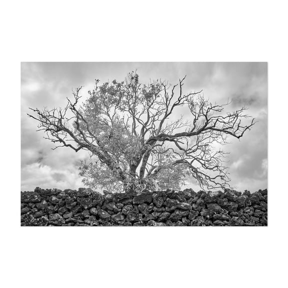 Koa Tree and Lava Wall - Hawaii Photography Black and White Nature Landscape Scenic Moody Rustic Unframed Wall Art Print 4 x 6 inches