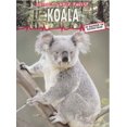 thumbnail image 1 of Pre-Owned Koala 9781403455857 Used, 1 of 1