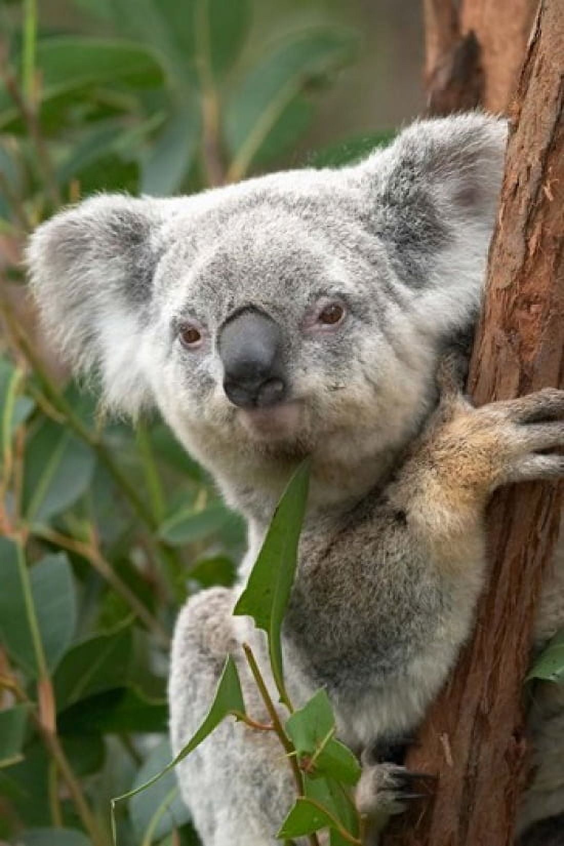 Koala Australia Canvas Art - David Wall DanitaDelimont (17 x 26)