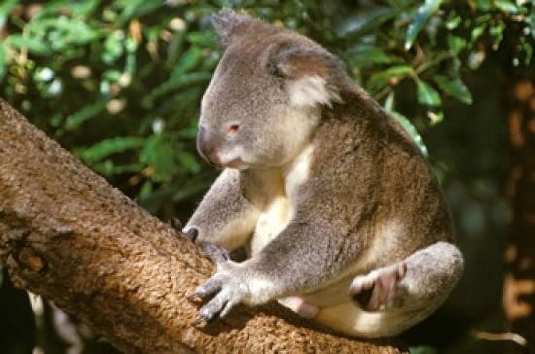 Koala Australia Canvas Art - Michele Westmorland DanitaDelimont (27 x 18)