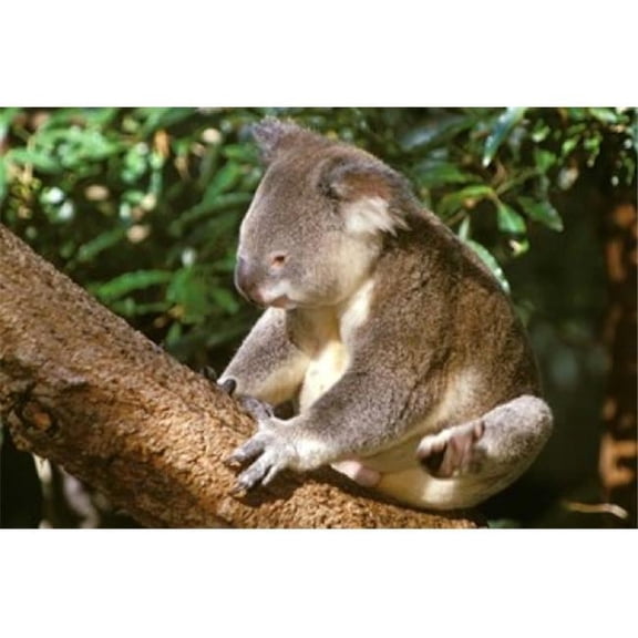 Koala Australia Poster Print by Michele Westmorland - 27 x 18 in.