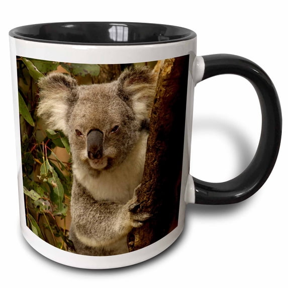3drose, Koala Bear, Lone Pine Koala Sanctuary, Australia-au01 Pox0000 - Pete Oxford, 11oz Two-tone Black Mug