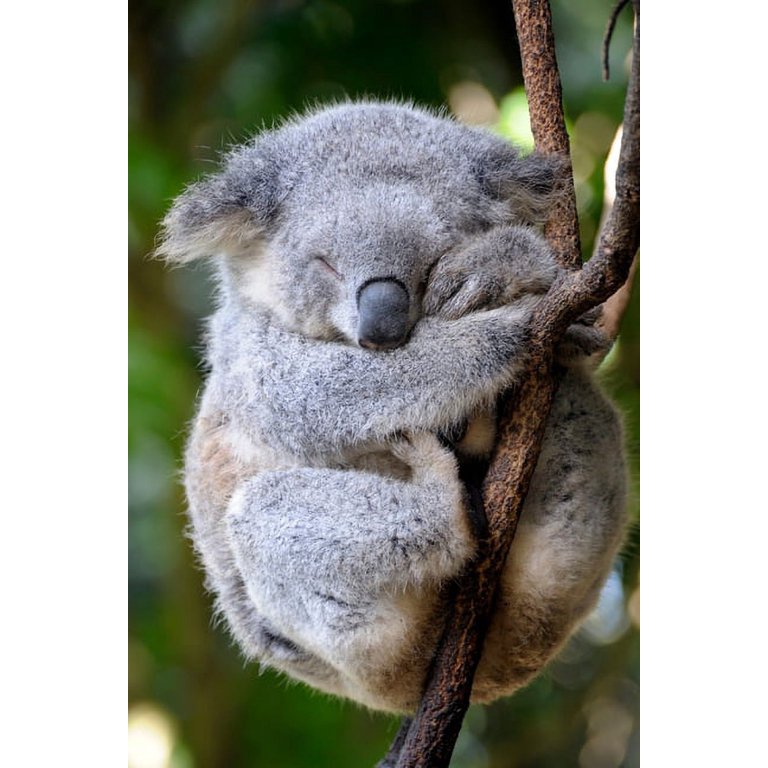 Koala Bear Lovers 2020 Weekly Monthly Planner: With Agenda & Appointments  Calendar Schedule, To Do List, Notes & Gratitude - Koala Bear Gifts For Men  - Walmart.com