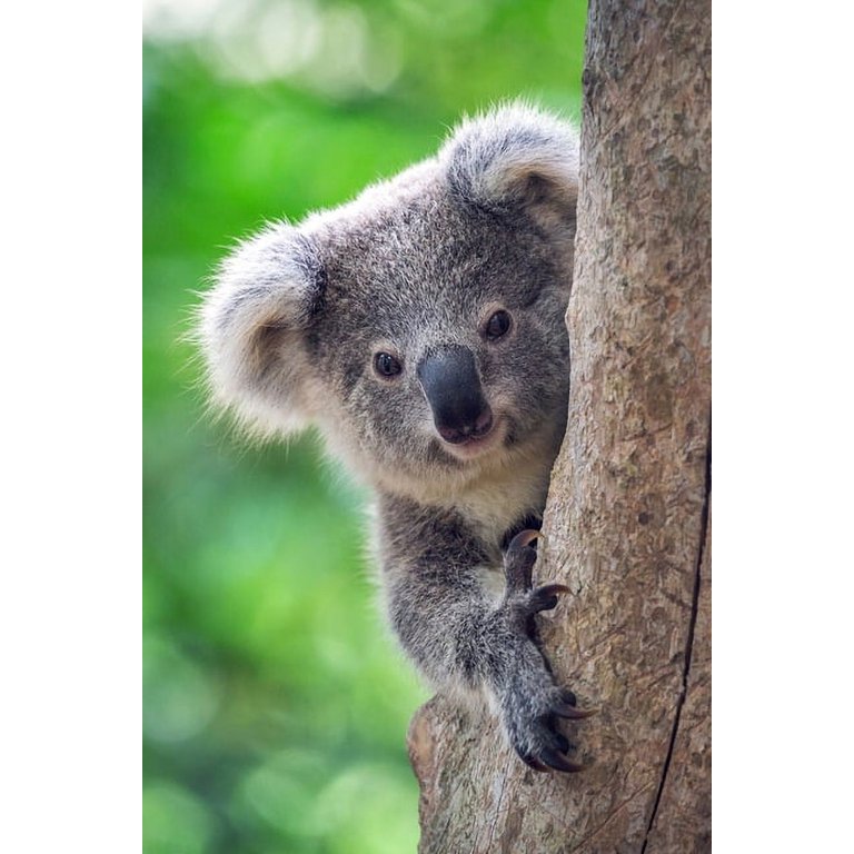 Koala Bear Lovers 2020 Weekly Monthly Planner: With Agenda & Appointments  Calendar Schedule, To Do List, Notes & Gratitude - Koala Bear Lover Gifts  Fo - Walmart.com