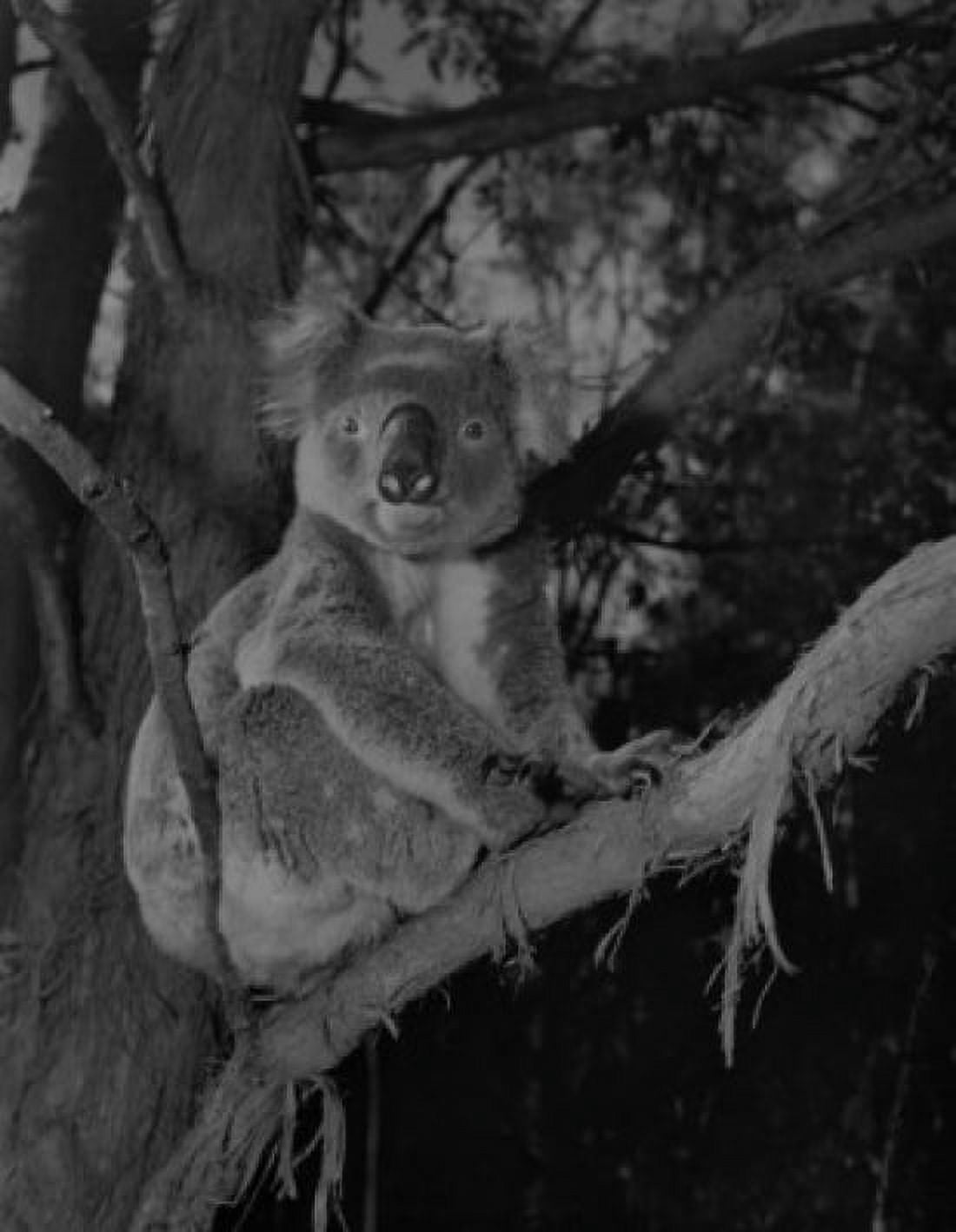 Koala Bear on tree Canvas Art - (18 x 24)