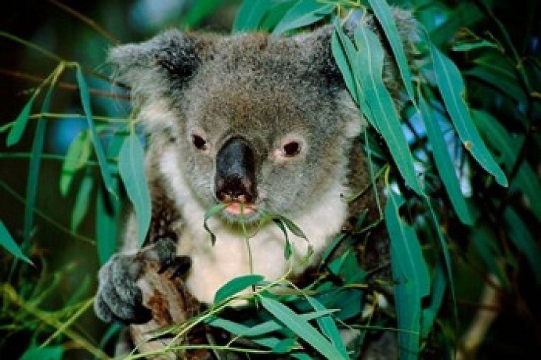 Koala Eating Rockhampton Queensland Australia Canvas Art - Cindy Miller Hopkins DanitaDelimont (36 x 24)