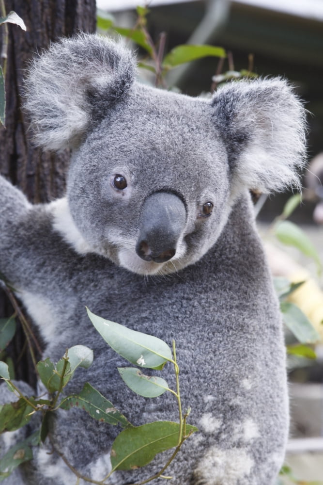 Koala In Tree Phascolarctos Cinereus Australia Canvas Art - Paul Hobson Design Pics (24 x 36)