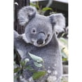 thumbnail image 1 of Koala In Tree  Phascolarctos Cinereus  Australia Poster Print, 1 of 2