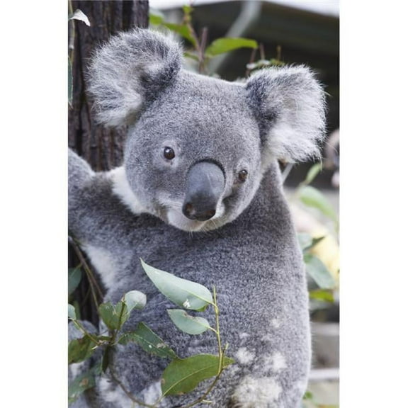 Koala In Tree  Phascolarctos Cinereus  Australia Poster Print