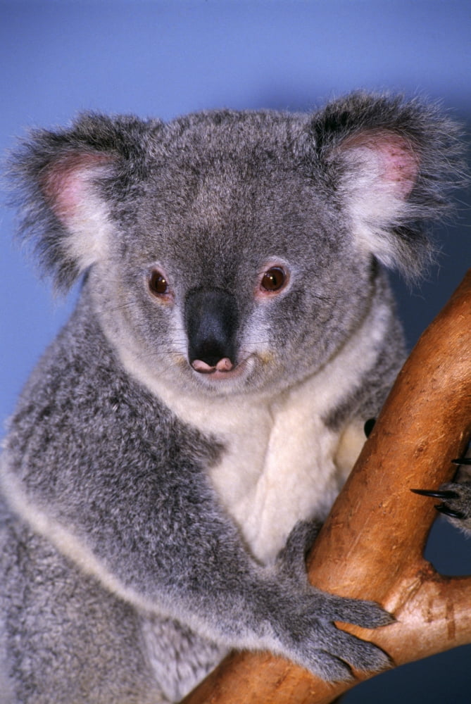 Koala On Tree Branch Canvas Art - Natural Selection Ralph Curtin Design Pics (12 x 18)