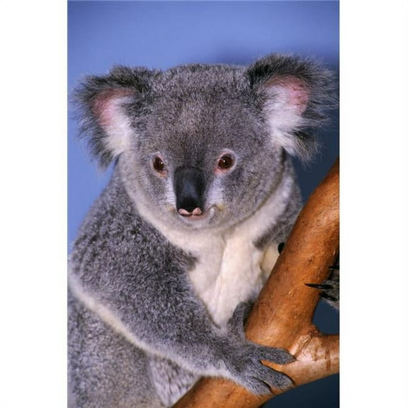 Koala On Tree Branch Poster Print by Natural Selection Ralph Curtin - 12 x 18