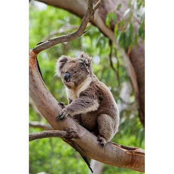 Koala Wildlife in Tree Australia Poster Print by Martin Zwick - 19 x 29 in.