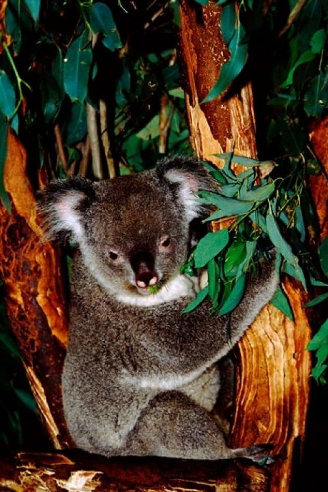Koala on Eucalyptus Featherdale Wildlife Park Sydney Australia Canvas Art - Cindy Miller Hopkins DanitaDelimont (24 x 36)