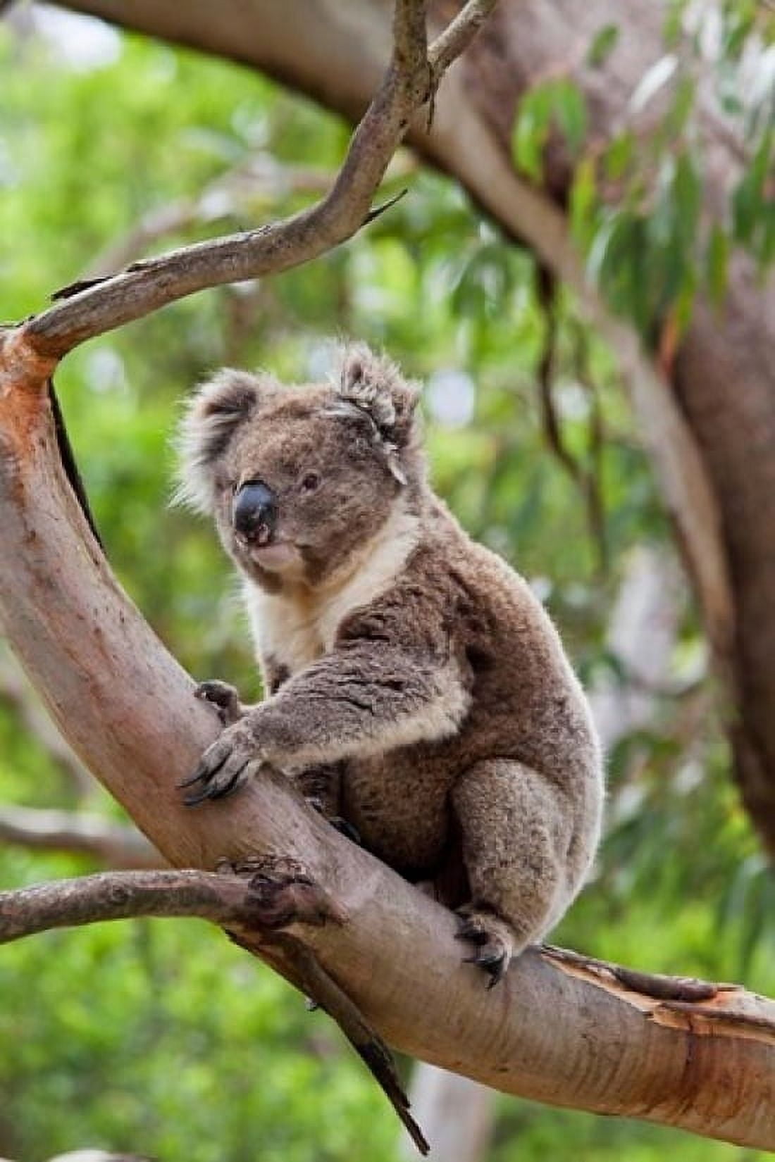 Koala wildlife in tree Australia Canvas Art - Martin Zwick DanitaDelimont (24 x 36)